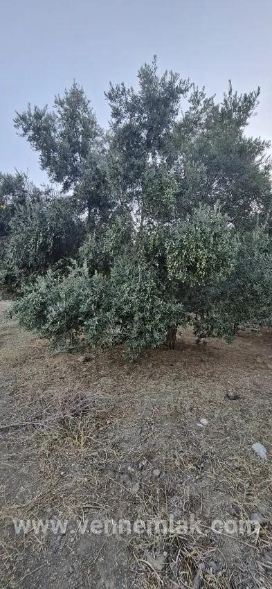 Weinberg & garten Zu verkaufen in Çandır Bz. Köyceğiz - Weinberg & garten-Zonierung - 4.425 m²