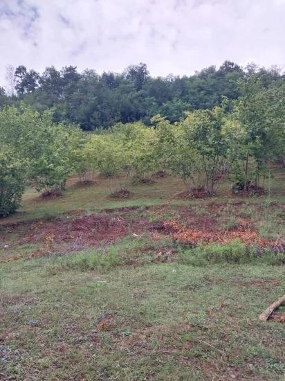 Verstecktes Paradies In Ayvacık mit grünem Flussblick Fichtenbaumgarten
