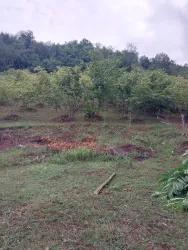 Weinberg & garten Zu verkaufen in Eynel Bz. Ayvacık - Weinberg & garten-Zonierung - 18.217 m²