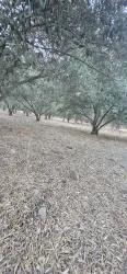 Weinberg & garten Zu verkaufen in Çandır Bz. Köyceğiz - Weinberg & garten-Zonierung - 4.425 m²