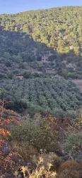 Weinberg & garten Zu verkaufen in Çandır Bz. Köyceğiz - Weinberg & garten-Zonierung - 4.425 m²
