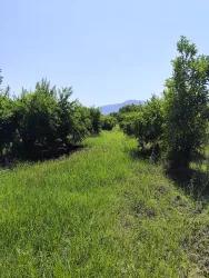 Weinberg & garten Zu verkaufen in Tepearası Bz. Ortaca - Weinberg & garten-Zonierung - 18.687 m²