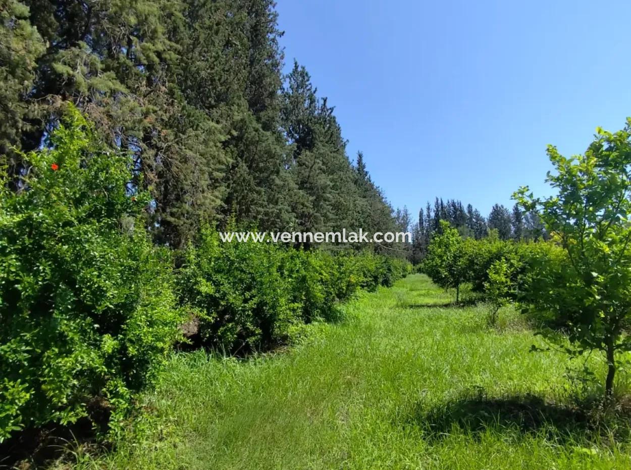 Granatapfelgarten Zum Verkauf An Der Grenze Des Tepearasi-Viertels Eskiköy
