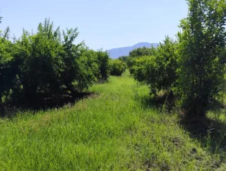 Granatapfelgarten Zum Verkauf An Der Grenze Des Tepearasi-Viertels Eskiköy