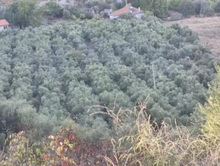 Oliven Zum Verkauf Im Dorf Çandir