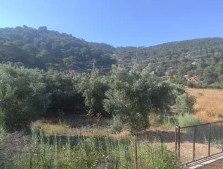 Oliven Zum Verkauf Im Dorf Çandir