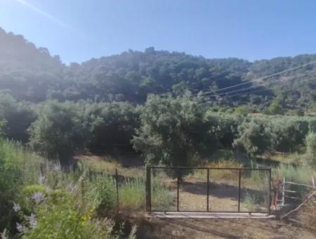 Oliven Zum Verkauf Im Dorf Çandir