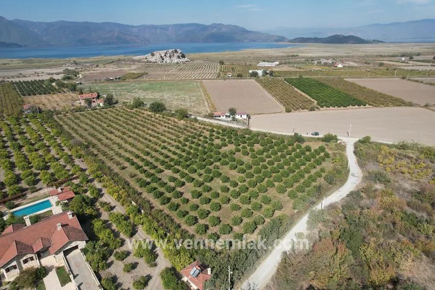 On the border of Dalyan Eskiköy, orange and tangerine garden for sale