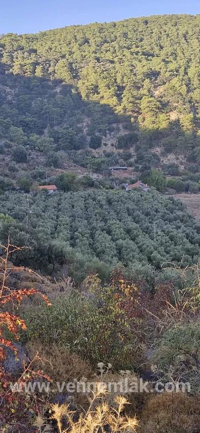 Vineyards & orchards For sale in Çandır Nbh. Köyceğiz - Vineyards & orchards Zoned - 4.425 m²