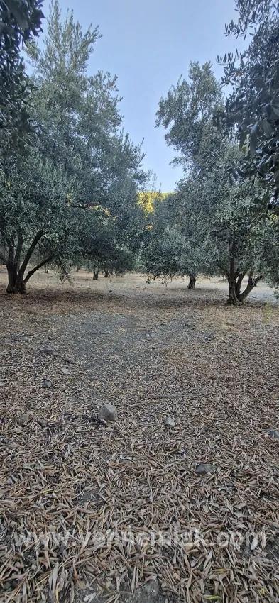 Vineyards & orchards For sale in Çandır Nbh. Köyceğiz - Vineyards & orchards Zoned - 4.425 m²