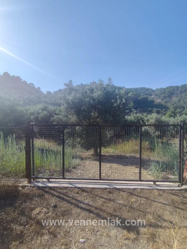 Vineyards & orchards For sale in Çandır Nbh. Köyceğiz - Vineyards & orchards Zoned - 4.425 m²