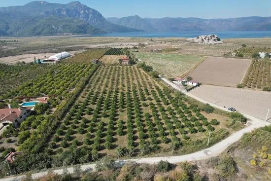 On the border of Dalyan Eskiköy, orange and tangerine garden for sale