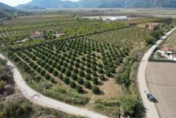 Vineyards & orchards For sale in Eskiköy Nbh. Ortaca - Vineyards & orchards Zoned - 17.000 m²