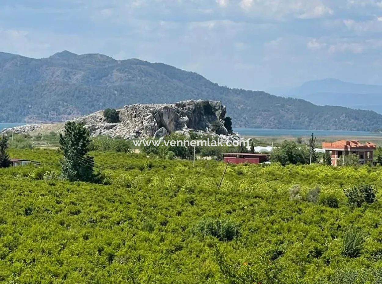 Vineyard Garden For Sale In Eskikoy Housing