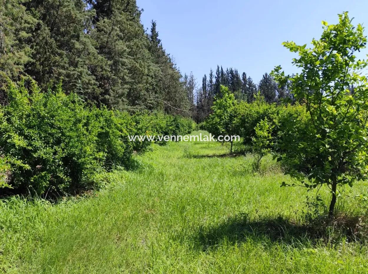 Pomegranate Garden For Sale On The Border Of Tepearasi Neighborhood Eskiköy