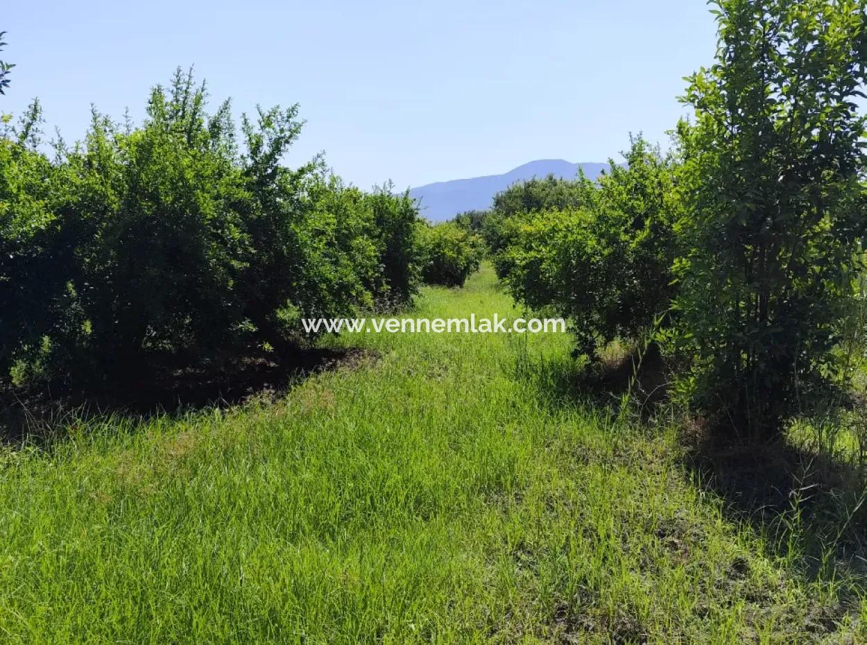 Pomegranate Garden For Sale On The Border Of Tepearasi Neighborhood Eskiköy