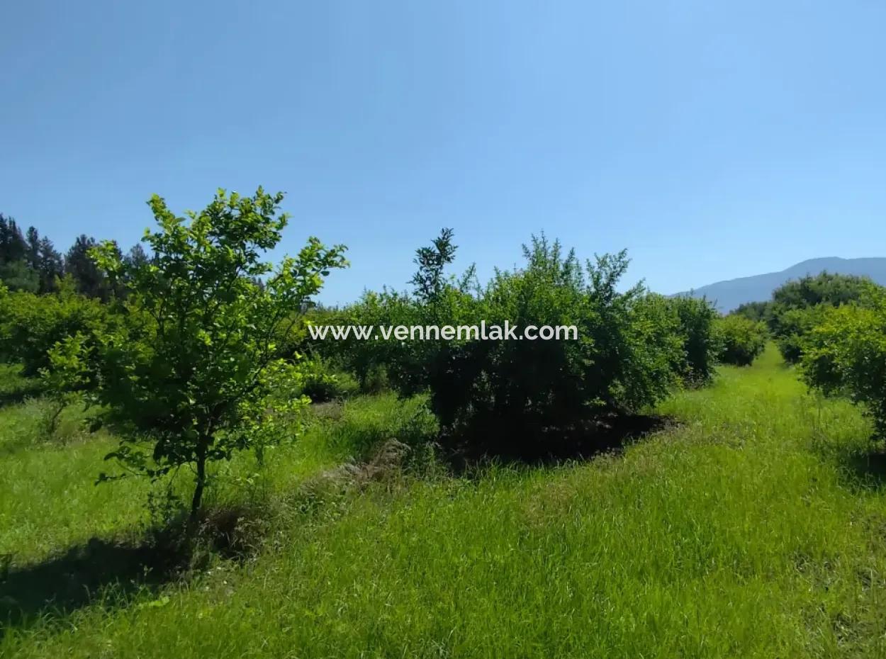 Pomegranate Garden For Sale On The Border Of Tepearasi Neighborhood Eskiköy