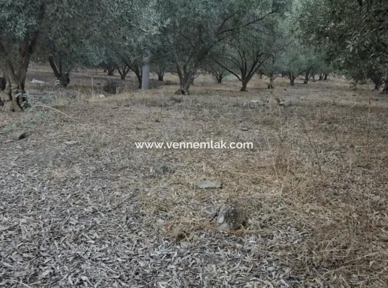 Olives For Sale In Çandir Village