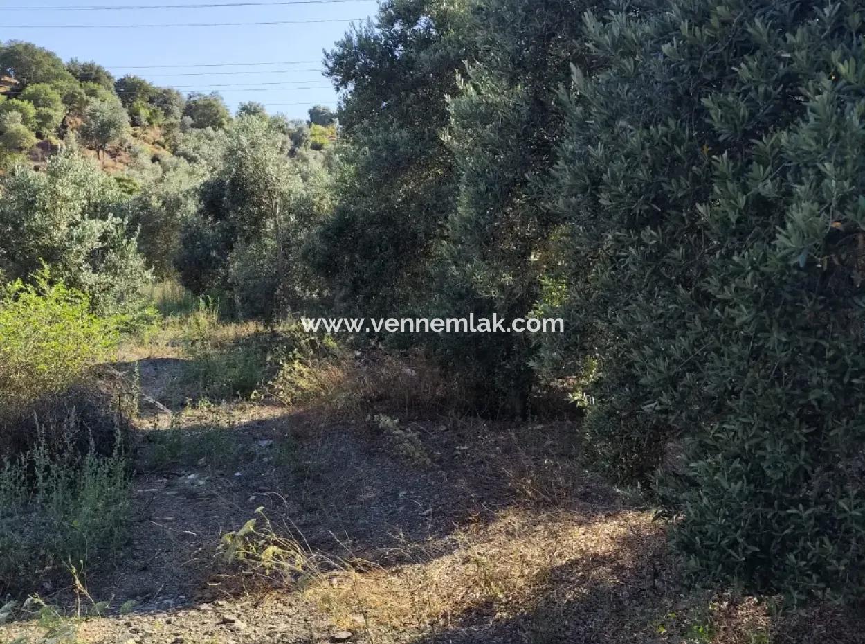 Olives For Sale In Çandir Village