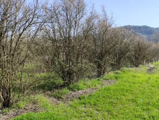 Land For Sale In Okçular