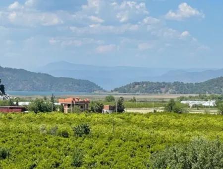 Vineyard Garden For Sale In Eskikoy Housing