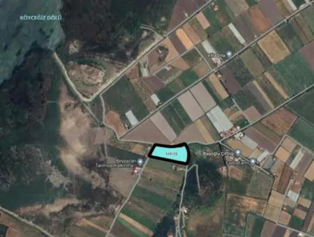 Vineyard Garden For Sale In Eskikoy Housing