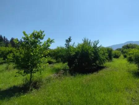 Pomegranate Garden For Sale On The Border Of Tepearasi Neighborhood Eskiköy