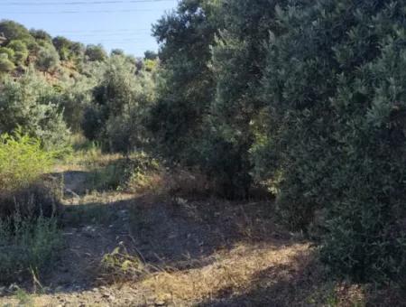 Olives For Sale In Çandir Village
