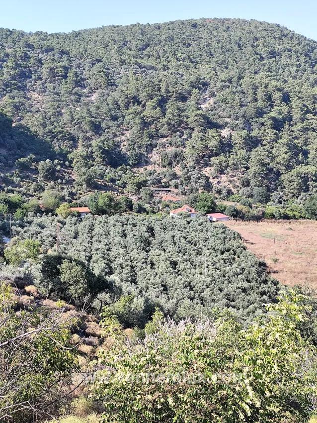 Для продажи Виноградник и сад в Çandır Köyceğiz - Под Виноградник и сад застройку - 4.425 m²