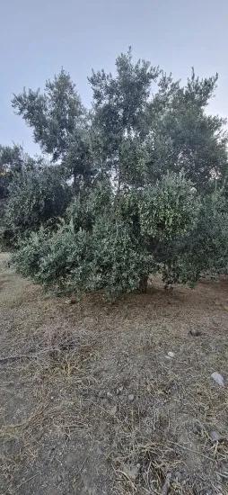 Сельская местность Чандыр в Köyceğiz, продается оливковый сад