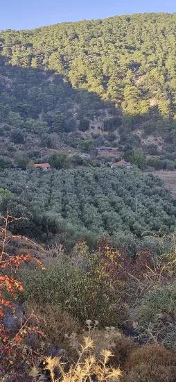 Сельская местность Чандыр в Köyceğiz, продается оливковый сад