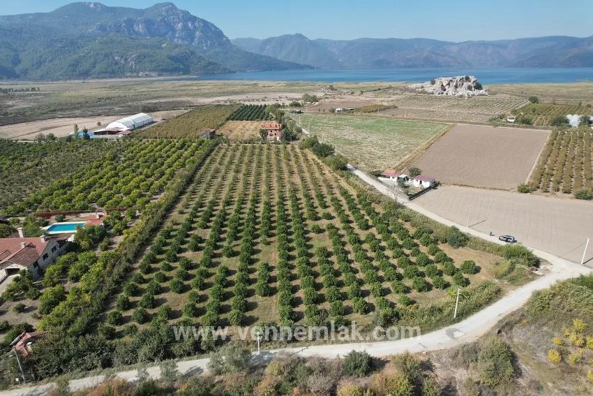 Dalyan Eskiköy sınırında satılık nar ve portakal bahçesi
