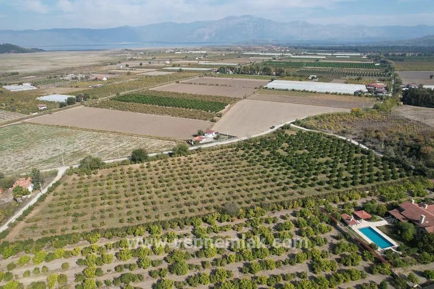 Dalyan Eskiköy sınırında satılık nar ve portakal bahçesi