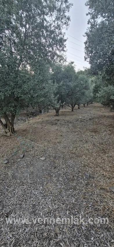 Köyceğiz Çandır Mah. Satılık Bağ & bahçe - Bağ & bahçe İmar Durumlu - 4.425 m²