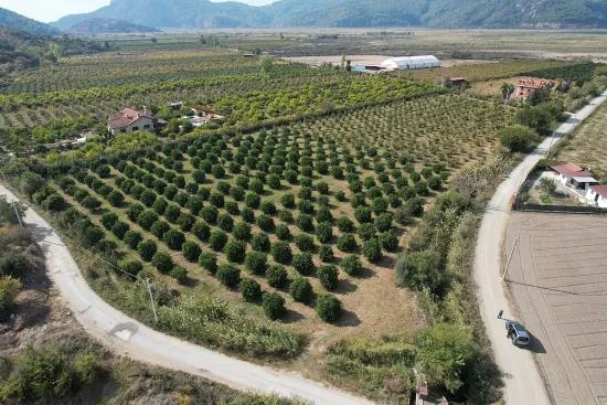 Dalyan Eskiköy sınırında satılık nar ve portakal bahçesi