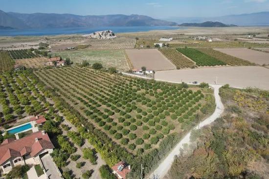 Dalyan Eskiköy sınırında satılık nar ve portakal bahçesi