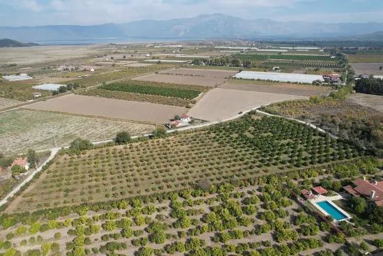 Dalyan Eskiköy sınırında satılık nar ve portakal bahçesi