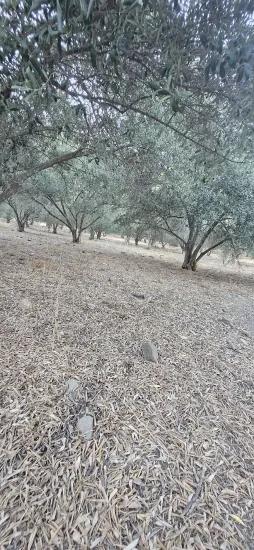 Köyceğiz Çandır Köyünde Satılık Zeytinlik Bahçesi