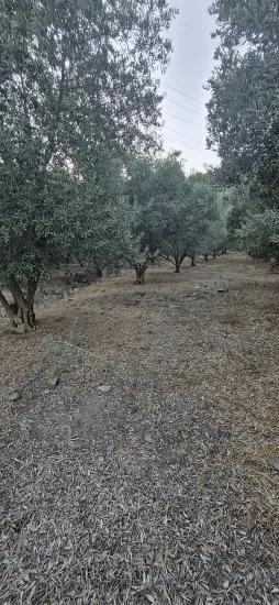 Köyceğiz Çandır Köyünde Satılık Zeytinlik Bahçesi