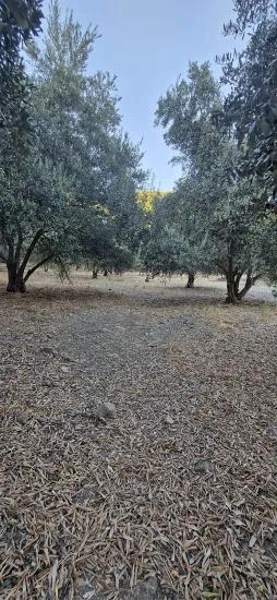 Köyceğiz Çandır Köyünde Satılık Zeytinlik Bahçesi