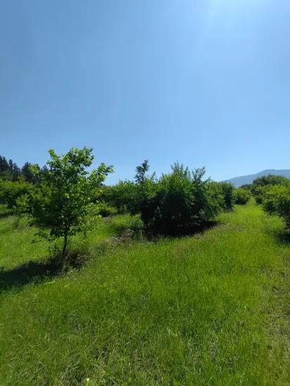 Tepearası Mevkisi'nde Satılık Nar Bahçesi
