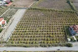 Ortaca Dalyan Mah. Satılık Bağ & bahçe - Bağ & bahçe İmar Durumlu - 5.063 m²