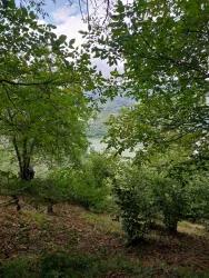 Ayvacık Eynel Mah. Satılık Bağ & bahçe - Bağ & bahçe İmar Durumlu - 18.217 m²