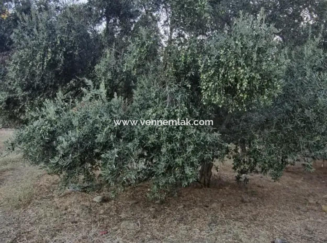 Çandır Köyün'de Satılık Zeytinlik