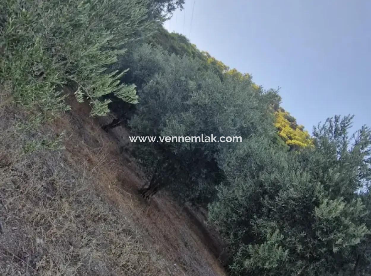 Çandır Köyün'de Satılık Zeytinlik