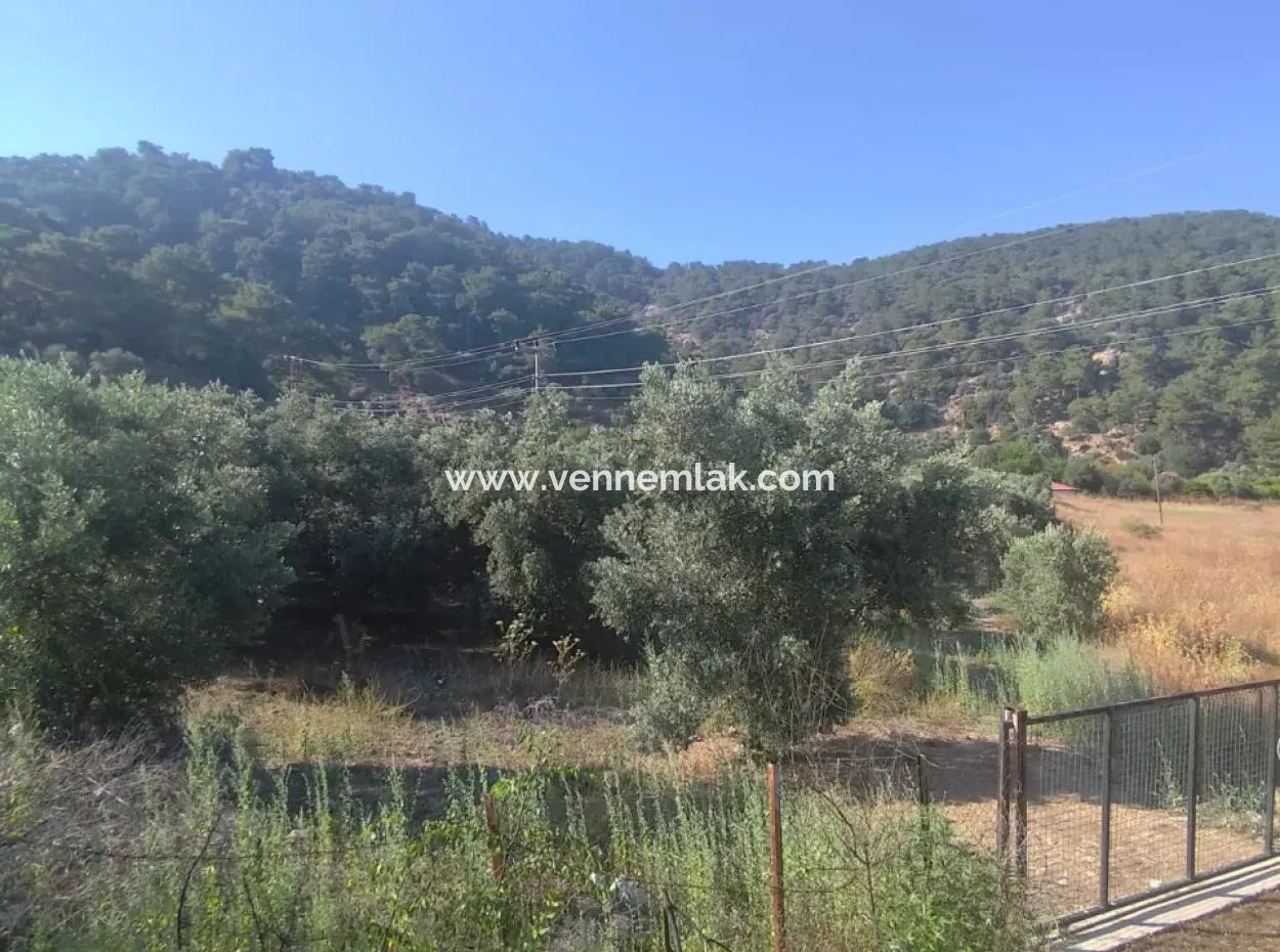 Çandır Köyün'de Satılık Zeytinlik