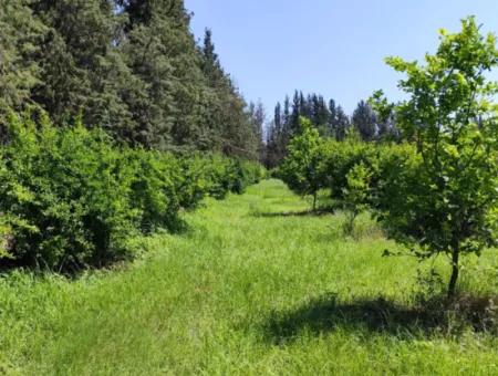 Tepearası Mahallesi Eskiköy Sınırında Satılık Nar Bahçesi