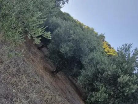 Çandır Köyün'de Satılık Zeytinlik