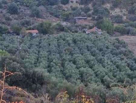 Çandır Köyün'de Satılık Zeytinlik