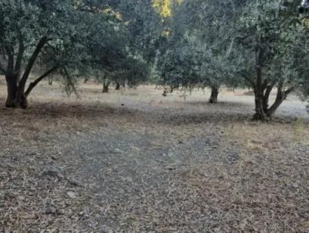 Çandır Köyün'de Satılık Zeytinlik